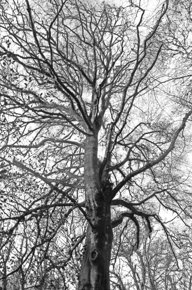 bare-naked-trees-small