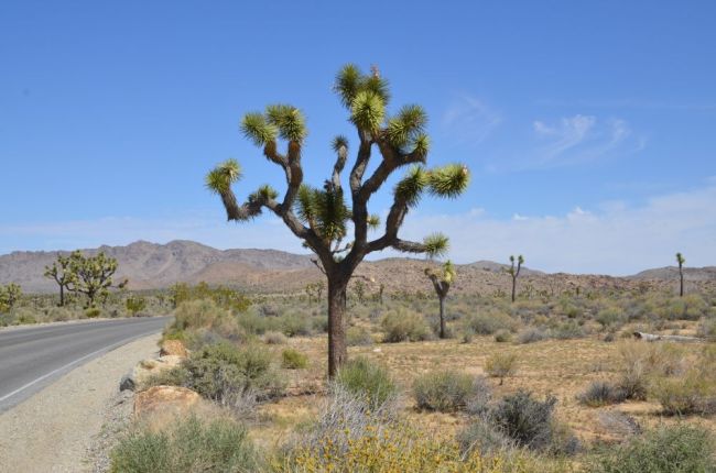 Joshua Tree National Park