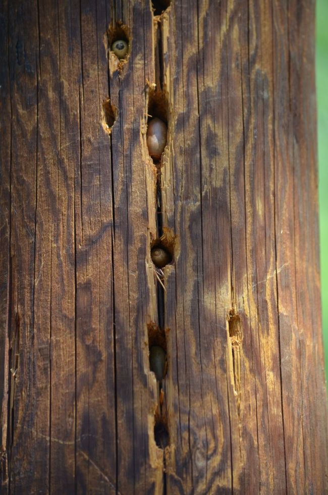 acorns stored by a woodpecker