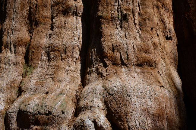 Sequoia tree bark