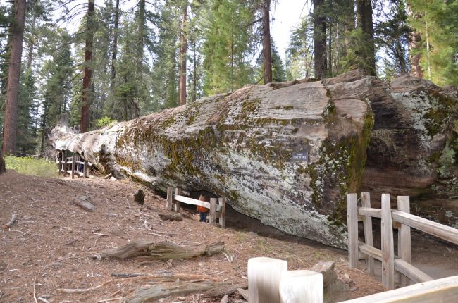 fallen sequoia