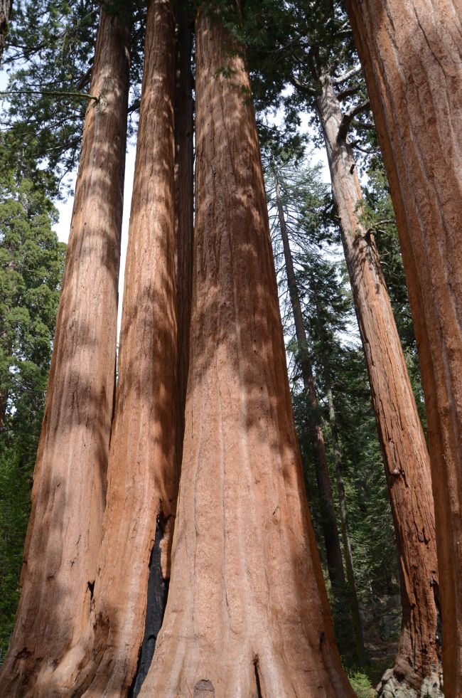 Happy family Sequoia and Kings Canyon National Park 