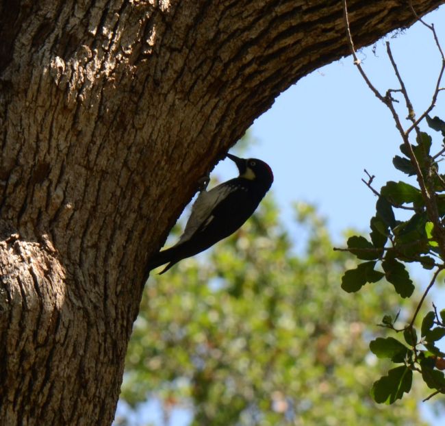 woodpecker at Potwisha camp ground Sequoia National Park