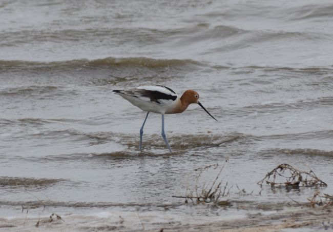 American Avocet, Antelope Island, Great Salt Lake