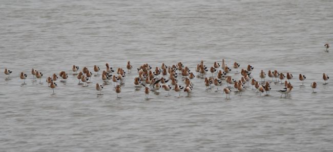American Avocets Antelope Island, Great Salt Lake