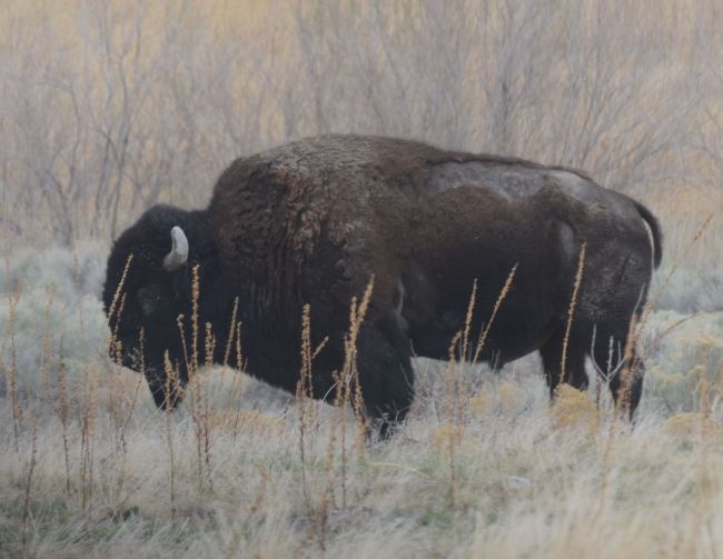 Bison Antelope Island, Great Salt Lake