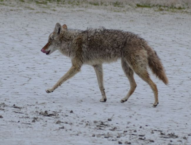 Coyote Antelope Island, Great Salt Lake