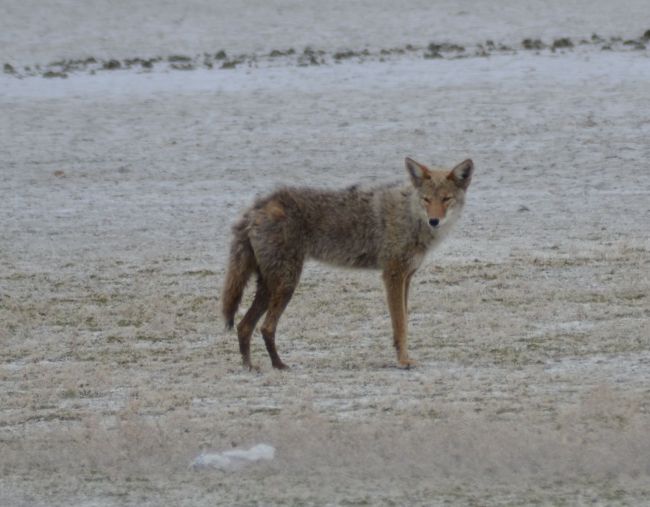 Coyote Antelope Island, Great Salt Lake