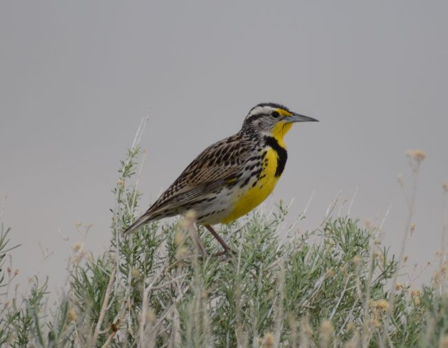 Western Meadowlark on Antelope IsLakeland, Great Salt 