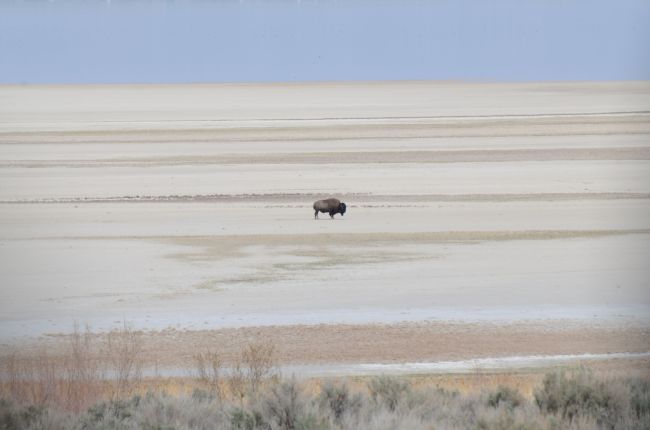 Bison Antelope Island, Great Salt Lake
