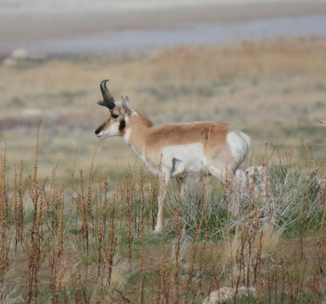 Pronghorn Antelope Island, Great Salt Lake