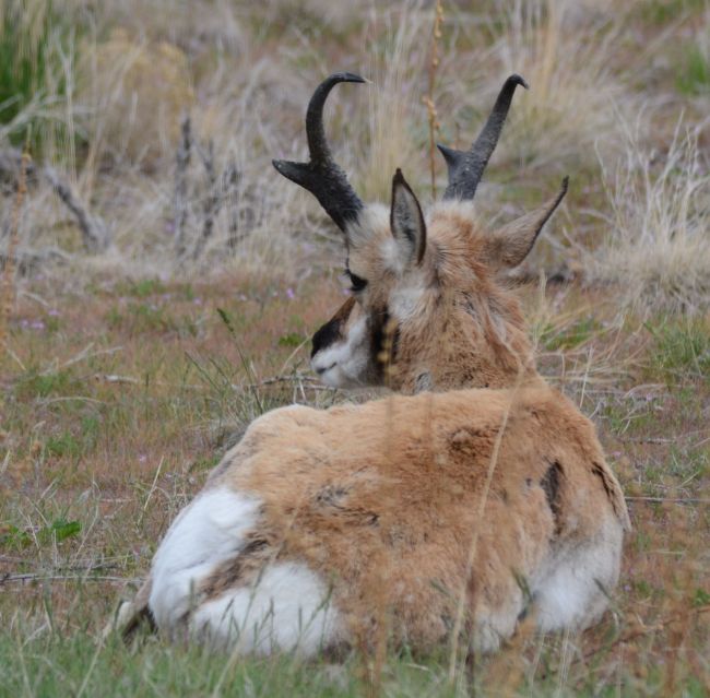 Pronghorn Antelope Island, Great Salt Lake