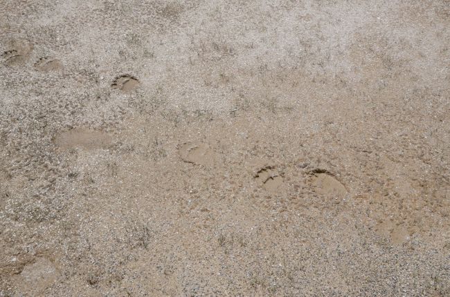Bear tracks at Yellowstone