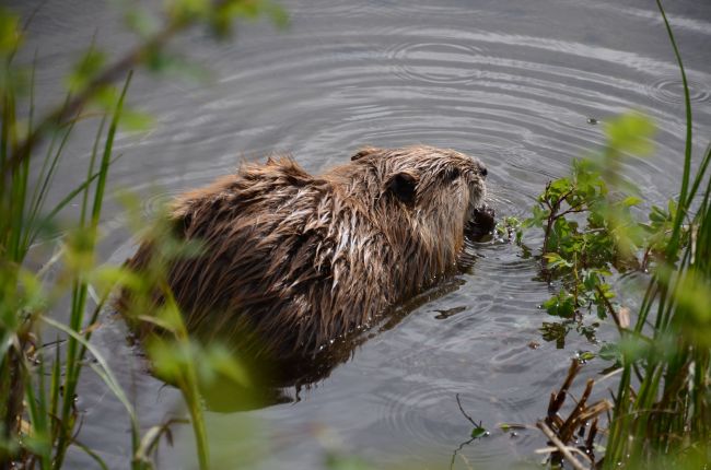 Beaver at Yellowstone