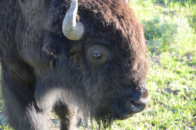 Bison at Yellowstone