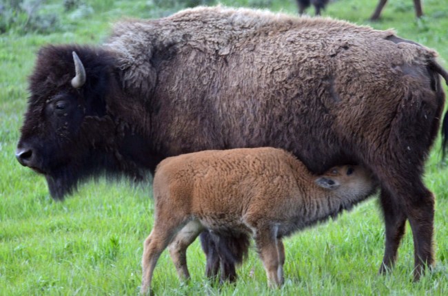 bison with calf at Yellowstone