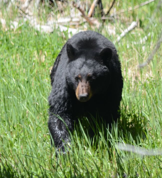 Black bear at Yellowstone