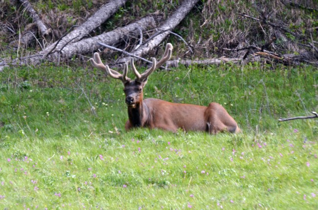 Bull elk at Yellowstone