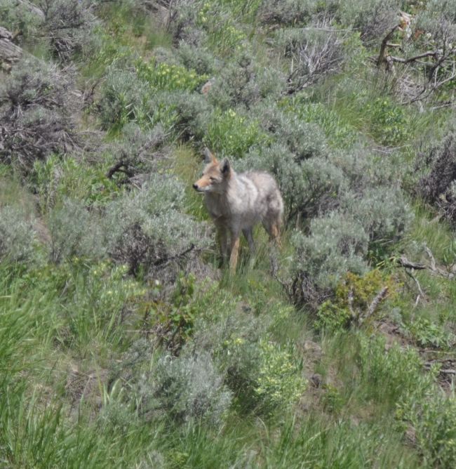 Coyote at Yellowstone