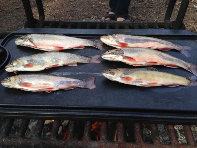 Brook trout caught at Yellowstone