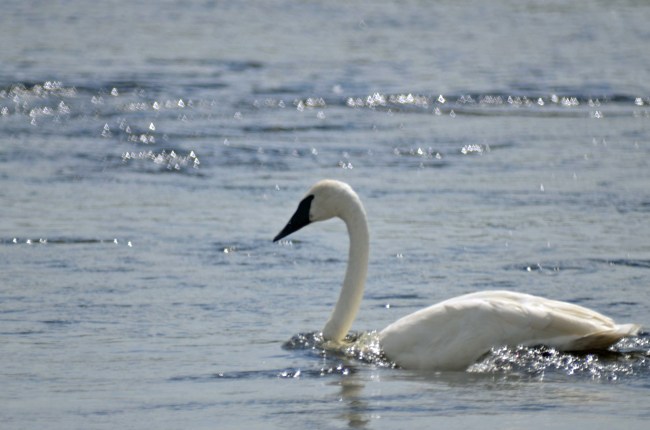 Trumpeter swan at Yellowstone