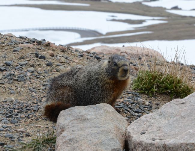 Yellow-bellied marmot at Yellowstone