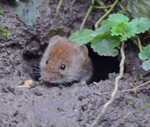 It was hard to get this bank vole in focus as he moved so quick, the light was low and I couldn't use the tripod where we were standing