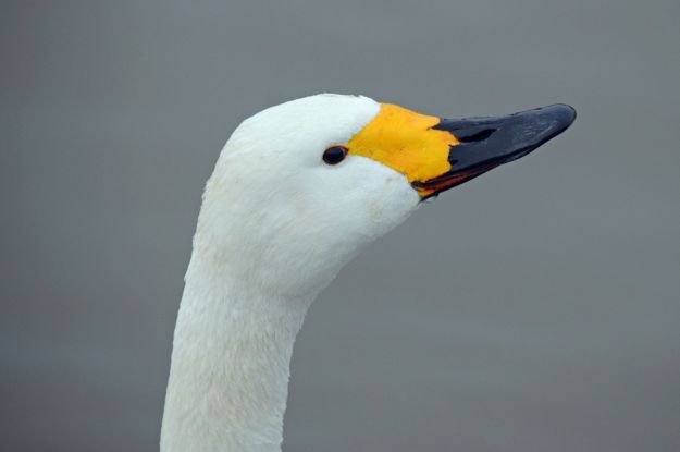 A Bewick Swan at Slimbridge. The bill markings on Bewick's are all individual so birds are identifiable as individuals!