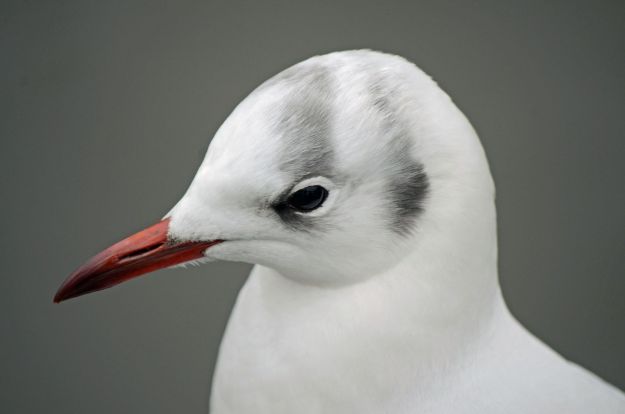 A black headed gull (their heads aren't black in winter though!)