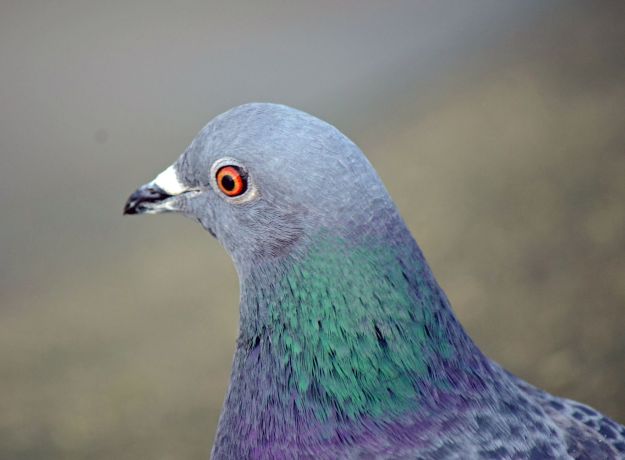 Pigeons are pretty up close