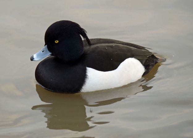 I asked Alf if he could guess why a tufted duck was called a tufted duck... "Because they are really tough?" he asked!