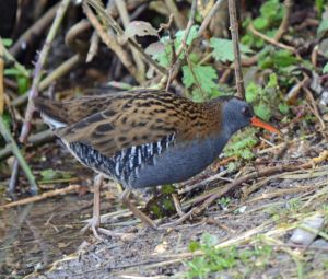 This water rail was cool to see but again I couldn't get a shot in focus as it was too crowded to use the tripod needed for the low light.